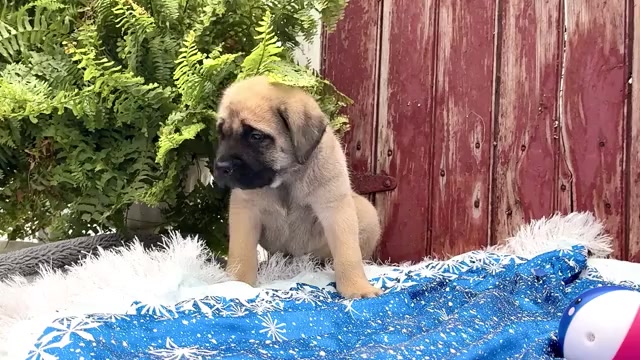 Video preview image #2 Mastiff Puppy For Sale in WAKARUSA, IN, USA