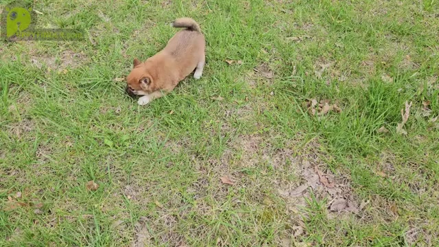 Video preview image #2 Shiba Inu Puppy For Sale in CLARK, MO, USA