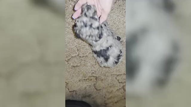 Video preview image #1 Poodle (Toy) Puppy For Sale in DYERSBURG, TN, USA