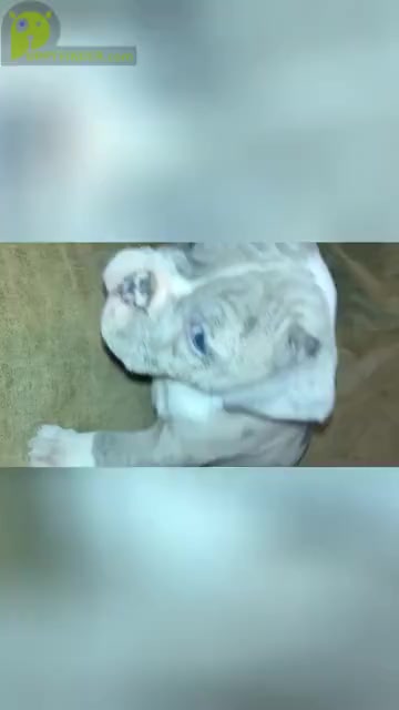 Video preview image #4 Olde English Bulldogge Puppy For Sale in ELYRIA, OH, USA