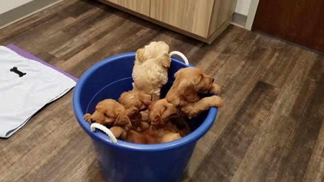 Video preview image #5  Breeder Profile in EVANS, GA, USA