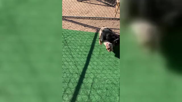 Video preview image #4 English Bulldog Puppy For Sale in VICTORVILLE, CA, USA