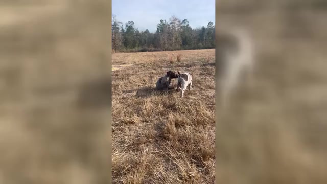 Video preview image #3 German Shorthaired Pointer Puppy For Sale in LUCEDALE, MS, USA