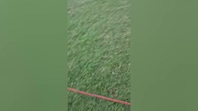 Video preview image #1 Great Dane Puppy For Sale in CLANTON, AL, USA