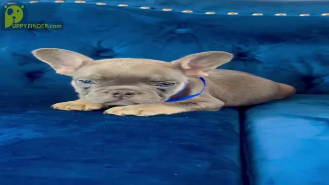 Video preview image #1 Shiba Inu Puppy For Sale in MISSOULA, MT, USA