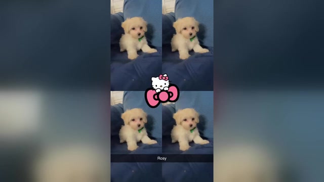 Video preview image #7 Maltipoo (Miniature) Puppy For Sale in HIGH POINT, NC, USA