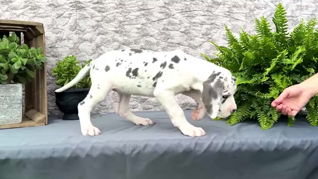 Video preview image #4 Great Dane Puppy For Sale in WAKARUSA, IN, USA