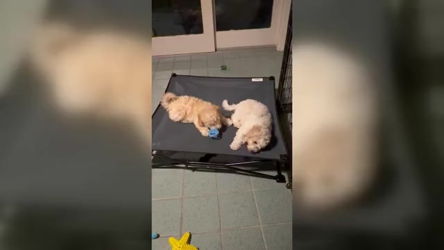 Video preview image #4 Poochon Puppy For Sale in AUBURN, MA, USA