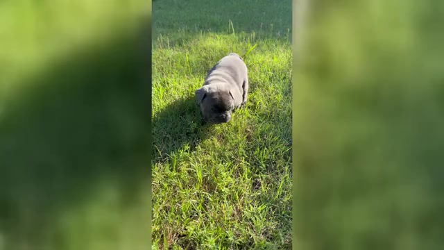 Video preview image #13 French Bulldog Puppy For Sale in ORANGE, TX, USA