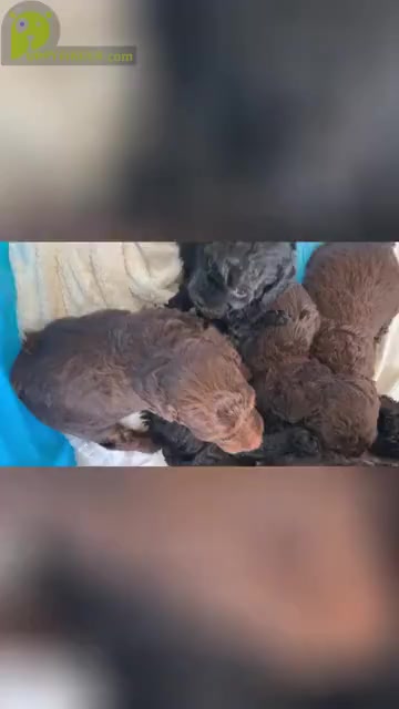 Video preview image #1  Breeder Profile in BLUFFTON, SC, USA