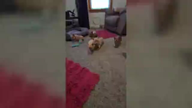 Video preview image #1 French Bulldog Puppy For Sale in RUSHVILLE, IN, USA