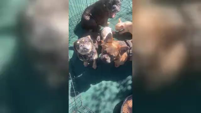 Video preview image #2  Breeder Profile in SNELLVILLE, GA, USA