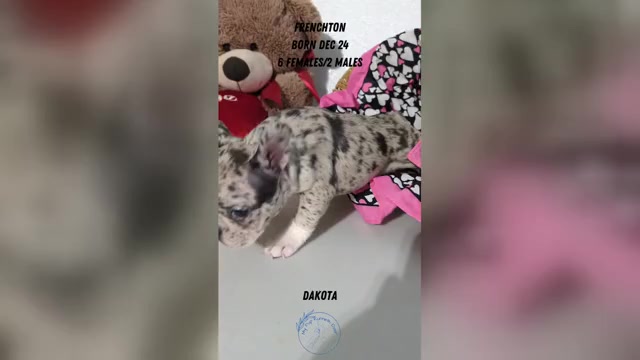 Video preview image #2 Faux Frenchbo Bulldog Puppy For Sale in GOSHEN, IN, USA
