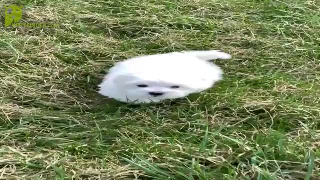 Video preview image #16 Maltese Puppy For Sale in WARSAW, IN, USA