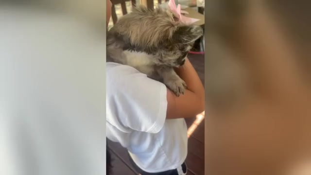 Video preview image #2 French Bulldog Puppy For Sale in MESQUITE, TX, USA