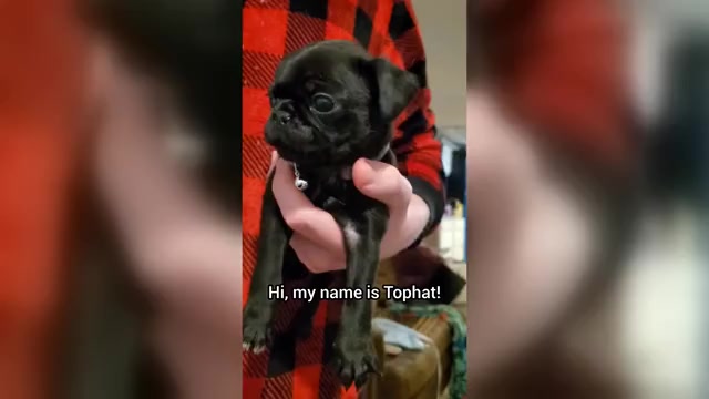Video preview image #1 Pug Puppy For Sale in LYNDON CENTER, VT, USA
