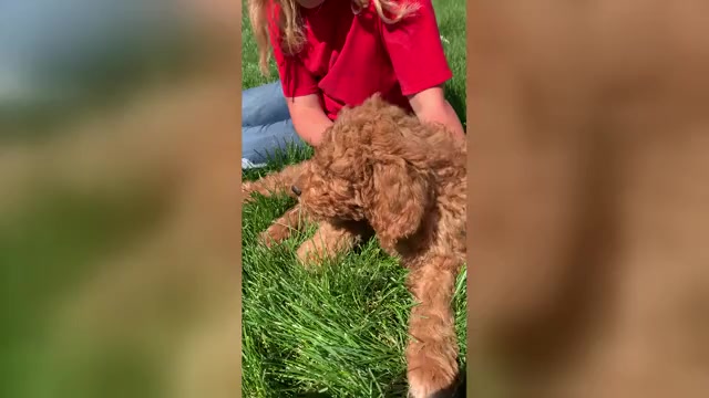 Video preview image #1 Pyredoodle Puppy For Sale in PRESCOTT, WA, USA