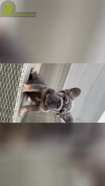 Video preview image #3 French Bulldog Puppy For Sale in SEATTLE, WA, USA