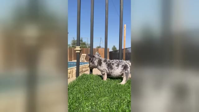 Video preview image #2 French Bulldog Puppy For Sale in VIRGINIA BEACH, VA, USA
