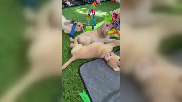 Video preview image #1 Golden Retriever Puppy For Sale in CONWAY, SC, USA