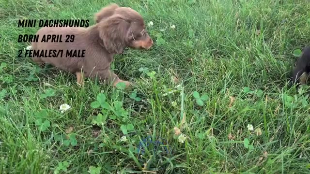Video preview image #3 Dachshund Puppy For Sale in GOSHEN, IN, USA