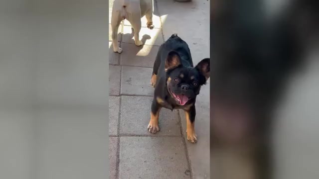 Video preview image #1 French Bulldog Puppy For Sale in ENCINO, CA, USA