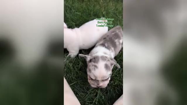 Video preview image #1 French Bulldog Puppy For Sale in GOSHEN, IN, USA