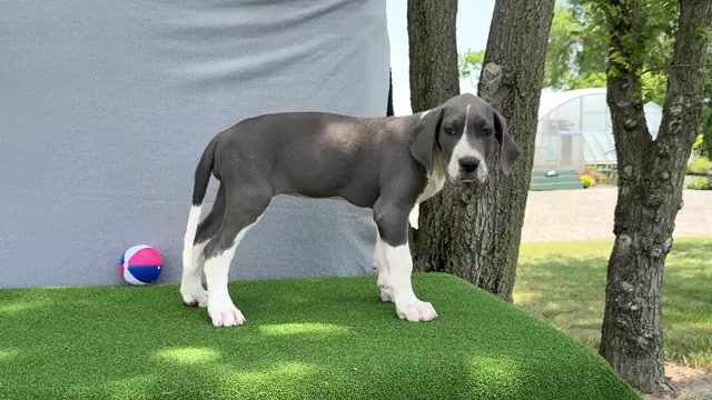 Video preview image #15 Great Dane Puppy For Sale in WAKARUSA, IN, USA