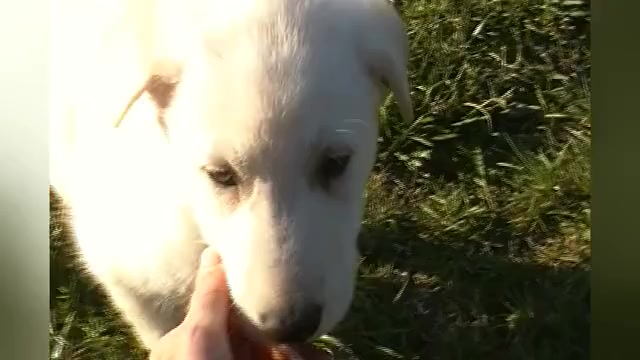Video preview image #1 German Shepherd Dog Puppy For Sale in PIEDMONT, MO, USA