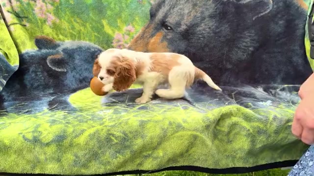 Video preview image #3 Cockalier Puppy For Sale in WAKARUSA, IN, USA