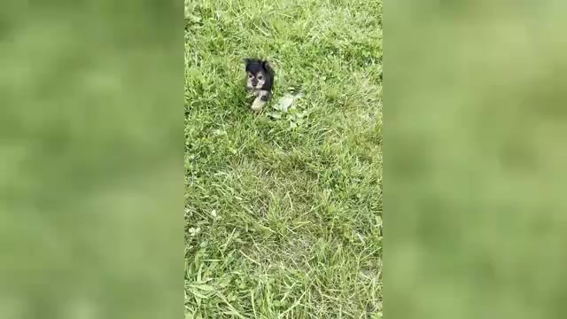 Video preview image #15 Yorkshire Terrier Puppy For Sale in WARSAW, IN, USA