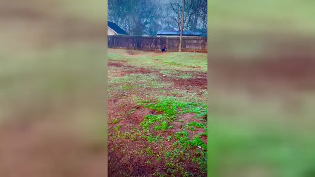 Video preview image #2  Breeder Profile in FORT MITCHELL, AL, USA