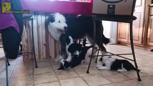 Video preview image #3 Border Collie-Sheepadoodle Mix Puppy For Sale in MARATHON, WI, USA