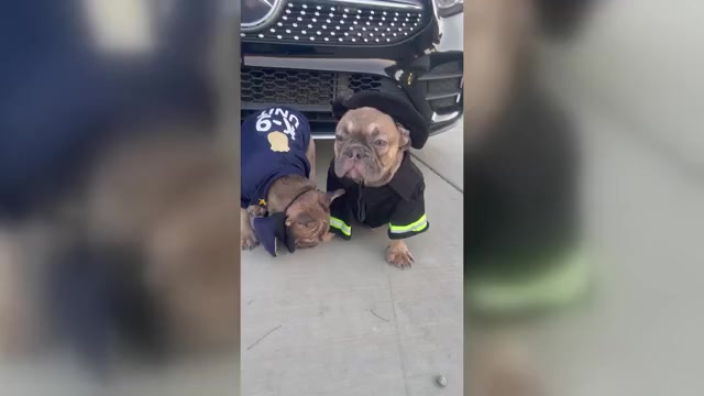 Video preview image #5 French Bulldog Puppy For Sale in TUCSON, AZ, USA