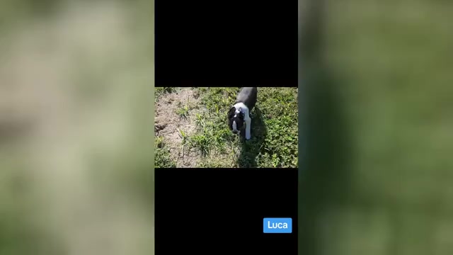 Video preview image #1 Boston Terrier Puppy For Sale in BROOKSVILLE, FL, USA