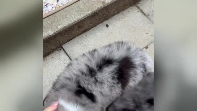 Video preview image #2 Miniature Australian Shepherd Puppy For Sale in HARRISON, OH, USA
