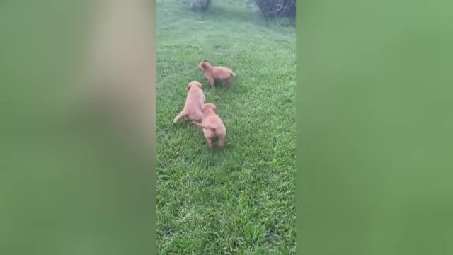 Video preview image #1 Golden Retriever Puppy For Sale in BURNS, KS, USA