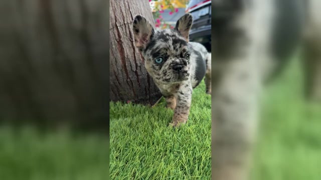 Video preview image #1 French Bulldog Puppy For Sale in TAMPA, FL, USA