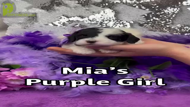 Video preview image #1 Cavapoo Puppy For Sale in BULLARD, TX, USA