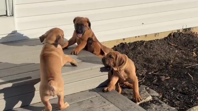 Video preview image #1 Cane Corso Puppy For Sale in MARION, OH, USA