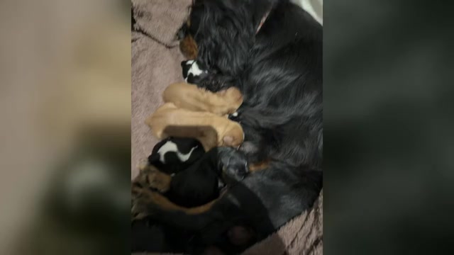 Video preview image #2  Breeder Profile in WAXAHACHIE, TX, USA