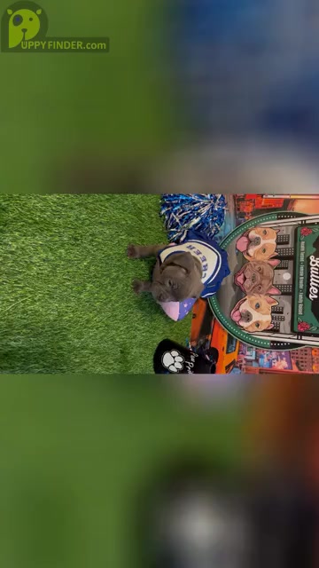 Video preview image #1 American Bully Puppy For Sale in WOLCOTT, CT, USA