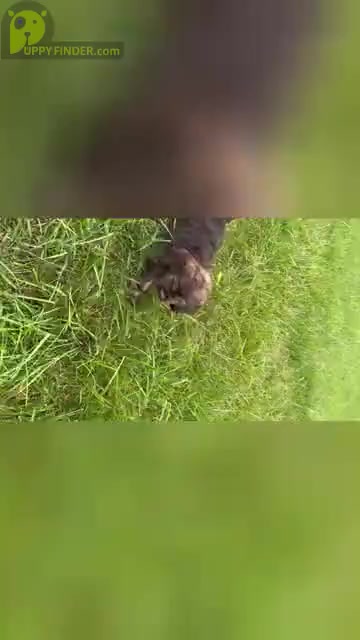 Video preview image #12 Cocker Spaniel Puppy For Sale in WARSAW, IN, USA