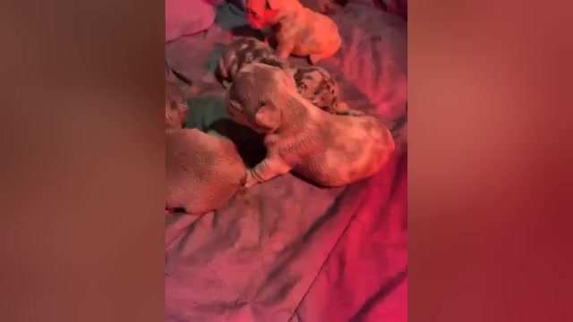 Video preview image #2 French Bulldog Puppy For Sale in ACCOKEEK, MD, USA