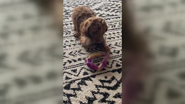 Video preview image #1 Cavapoo (Miniature) Puppy For Sale in LANCASTER, PA, USA