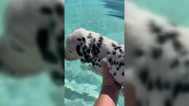 Video preview image #1  Breeder Profile in PERRIS, CA, USA