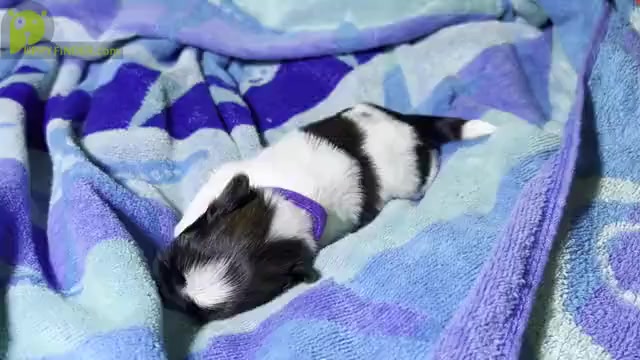 Video preview image #6 Shih Tzu Puppy For Sale in MOORESVILLE, NC, USA