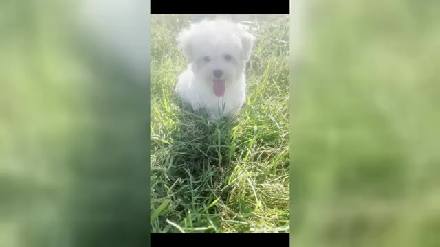 Video preview image #1 Maltese Puppy For Sale in WARSAW, IN, USA