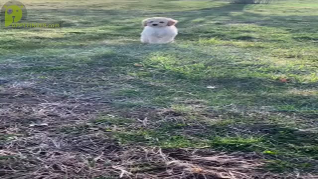 Video preview image #4 Poodle (Toy) Puppy For Sale in WARSAW, IN, USA