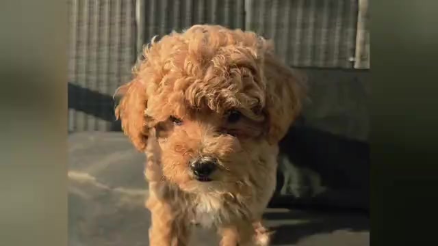 Video preview image #1 Miniature Labradoodle Puppy For Sale in SAN DIEGO, CA, USA